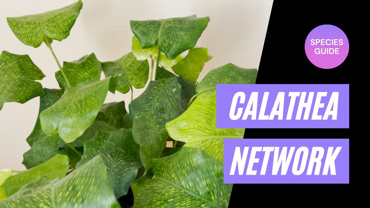 Calathea Network Care Guide and Species Spotlight 