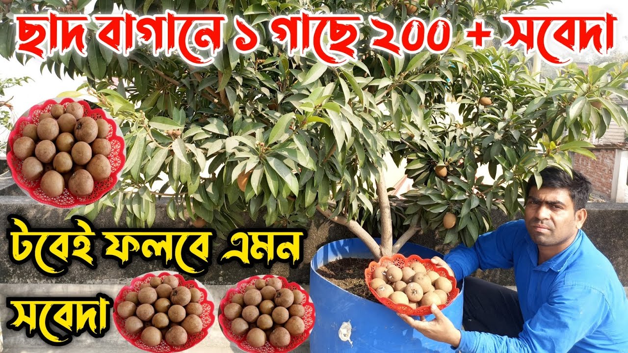এভাবে করলেই টবে ফলবে গাছভর্তি সবেদা/সফেদা । How to grow Sapodilla/Sapota in container ।Ashim Gardens