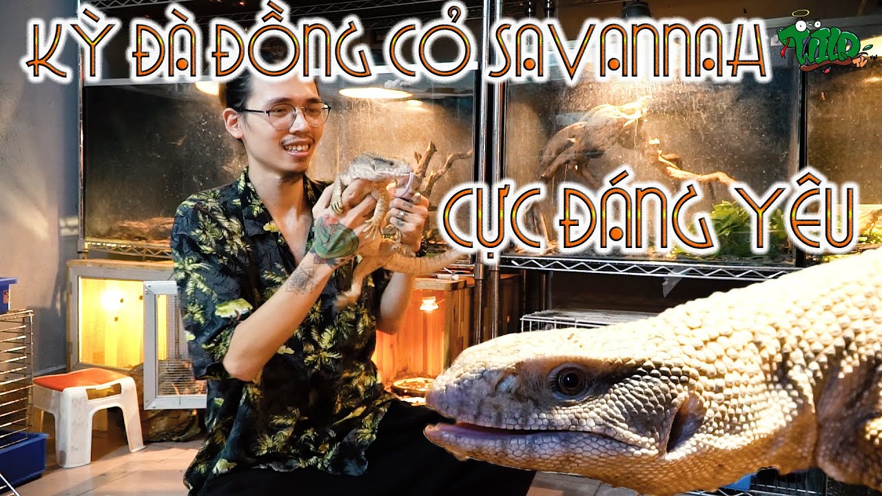 Kỳ đà đồng cỏ Savannah cực đáng yêu - Savannah Monitor| WILDVN TV