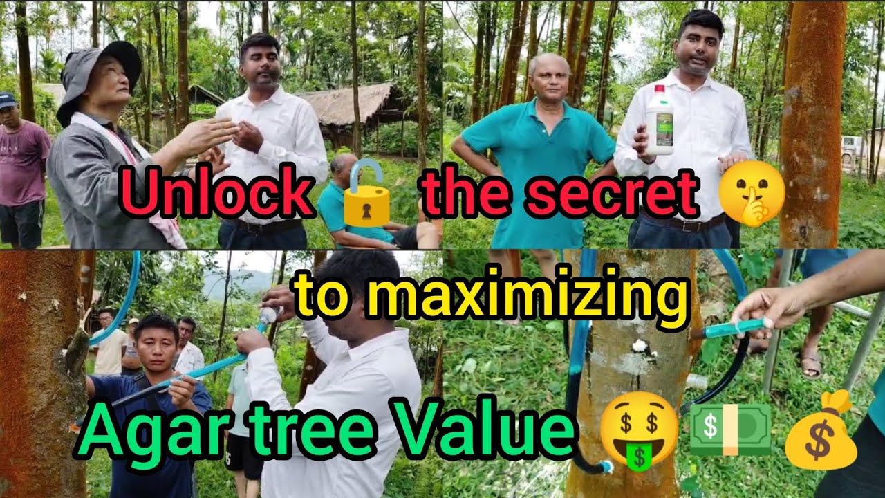 Learn expert techniques to boost agarwood production and increase your profits!💰👍