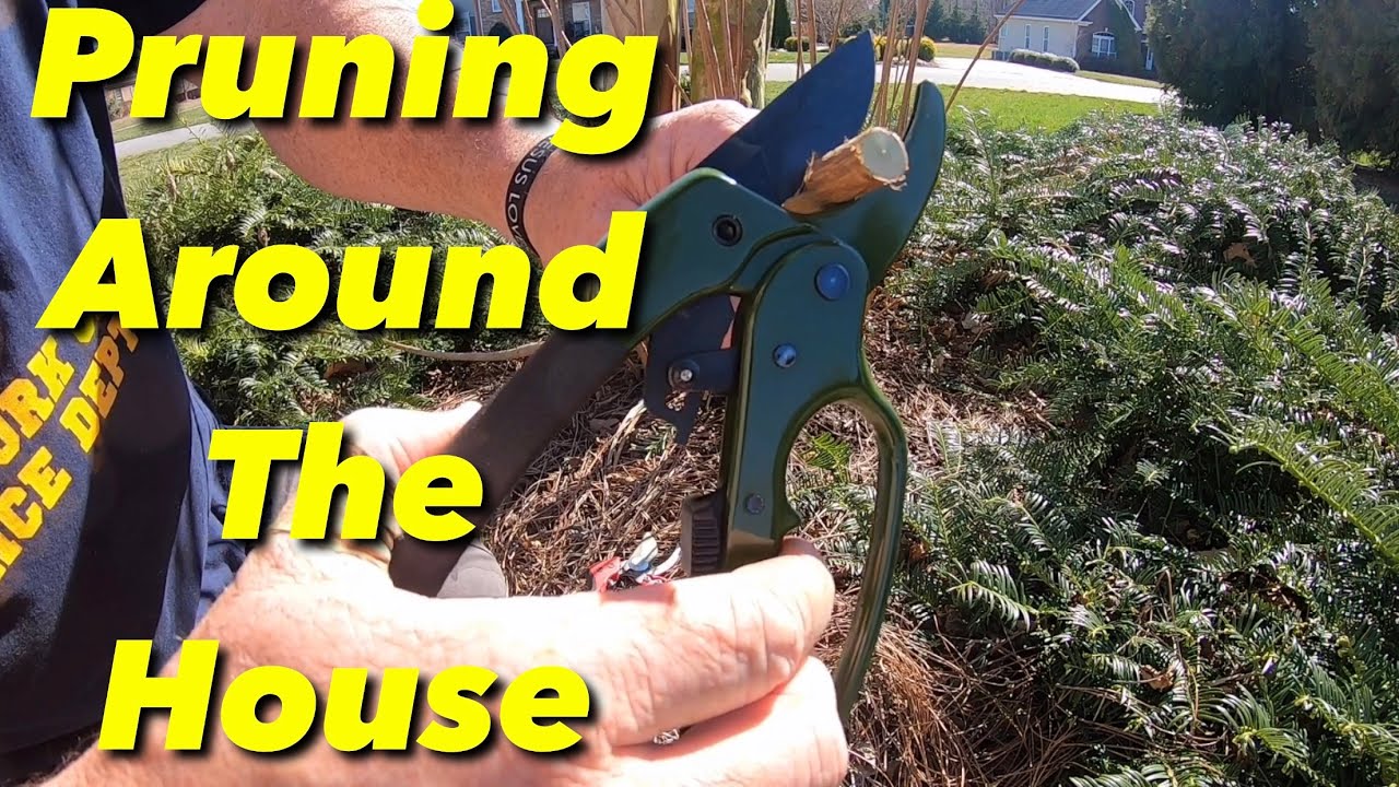 DIY Lawn Care Pruning Shrubs Around The House