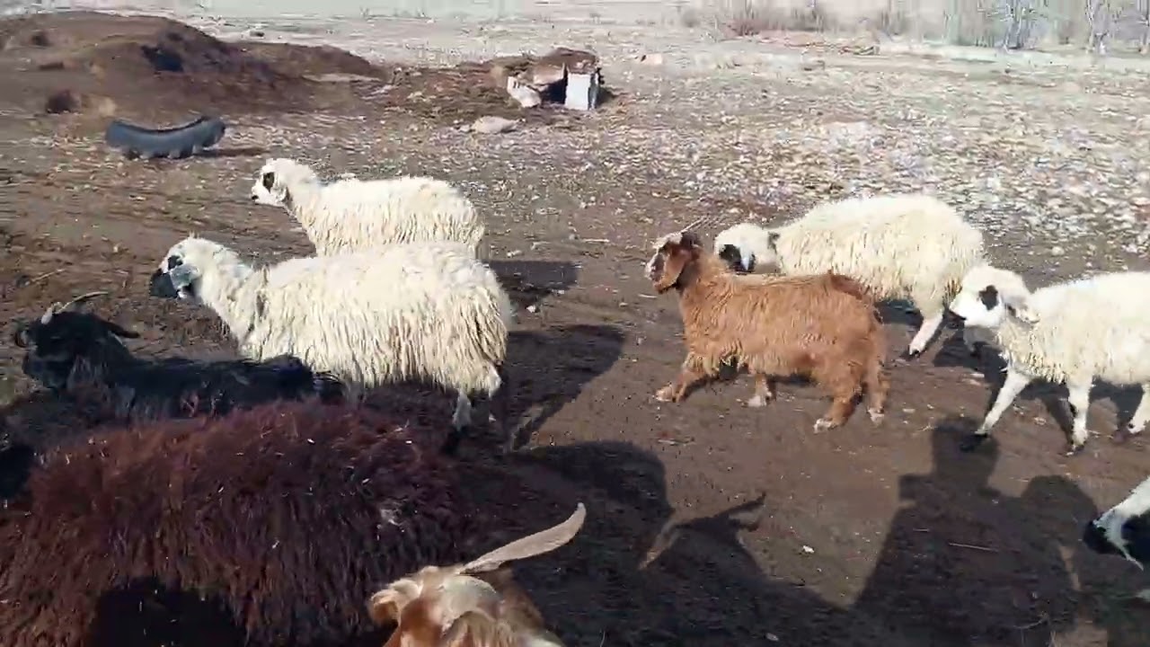 دیگه سیر شدن 