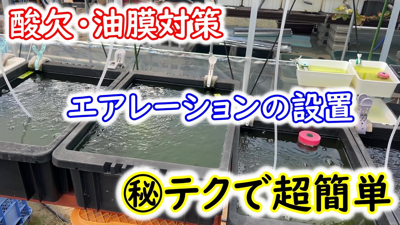 【めだか】夏のメダカ飼育にエアレーション！もっと早くに作るんだった・・・。Ｂ型おやじ　嫁ちゃん