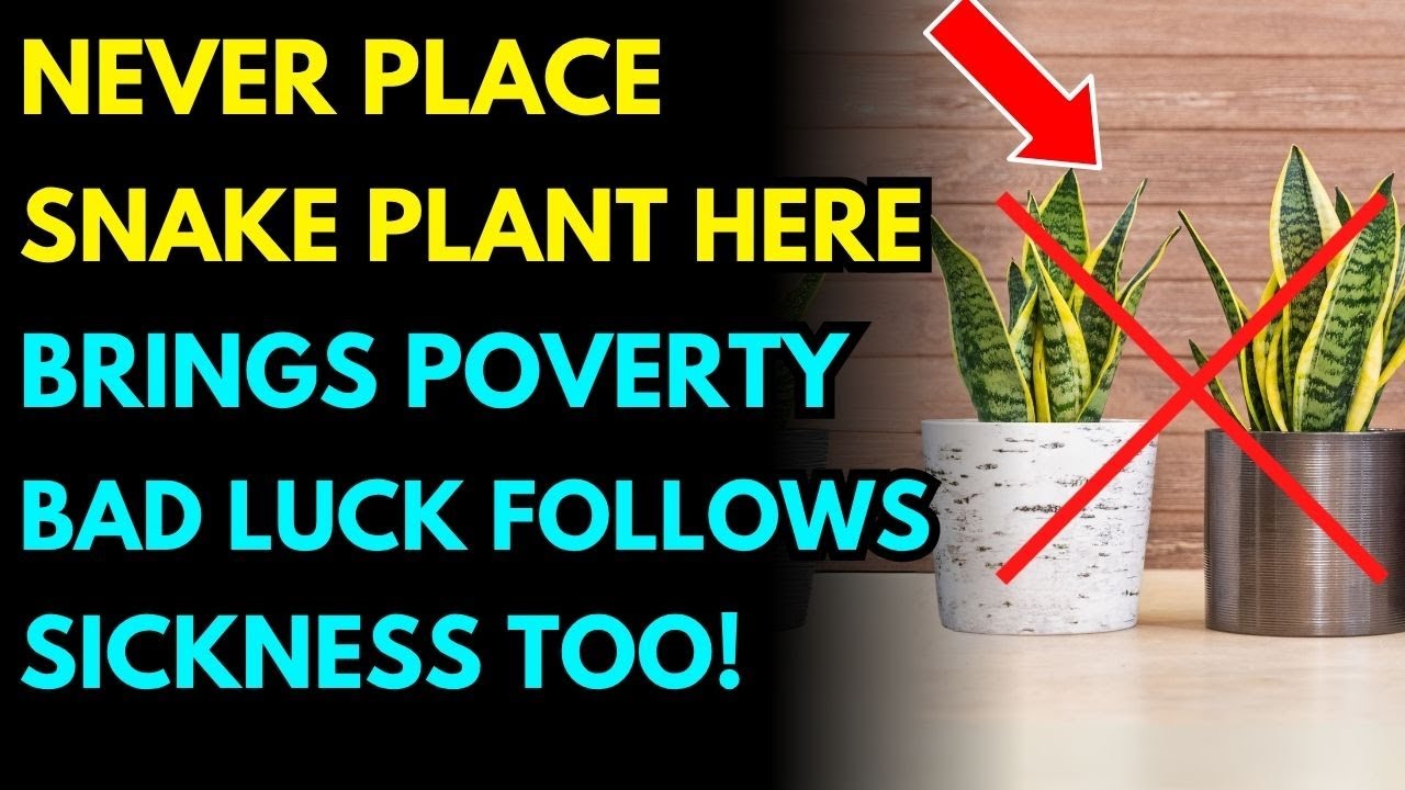 WARNING! NEVER Place The Snake Plant In This Spot In Your Home–It Brings Poverty, Debt, And Disaster
