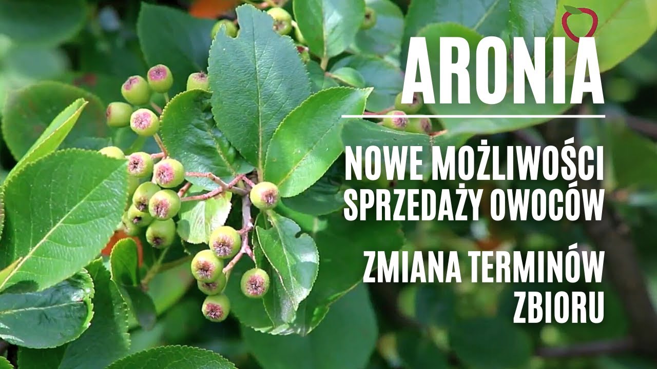 Aronia - nowe możliwości sprzedaży owoców i zmiana terminów zbioru