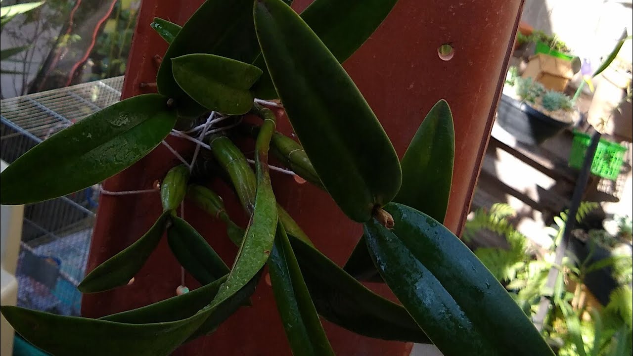 CATTLEYA PLANTADA NA TELHA SEM SUBSTRATO.✴️