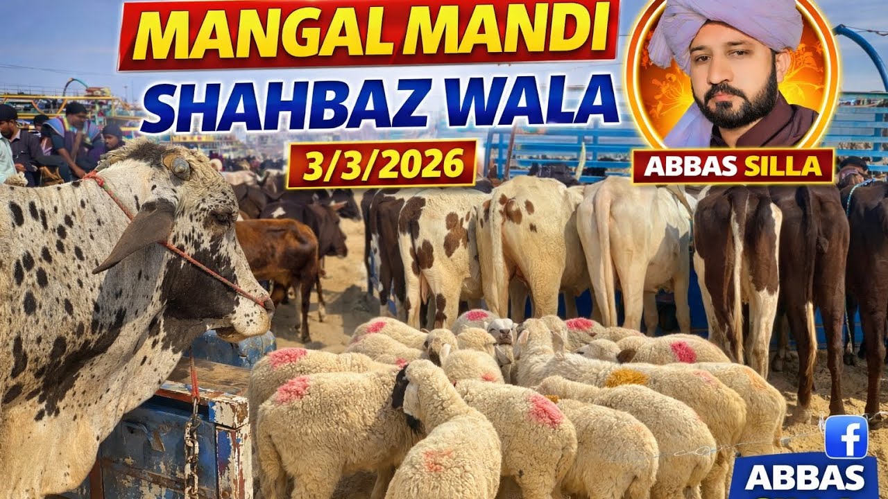 Mangal Mandi Shahbaz Wala Part 1 | Bakray, Gaye & Rate Update | 3/3/2026