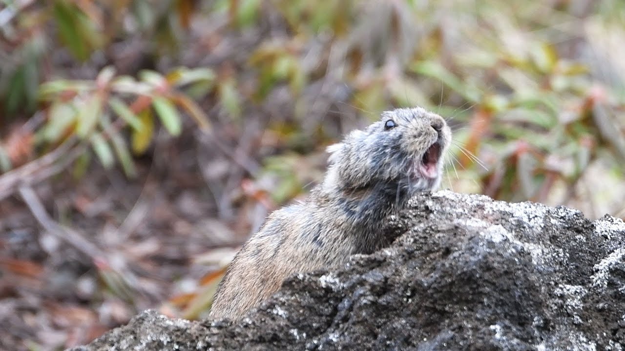 春のエゾナキウサギ、いつもより多めに鳴いています！