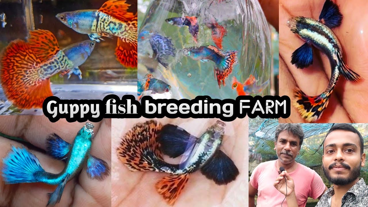 Guppy Fish farming | मैं farm में गया और यह हुआ | Guppy Price