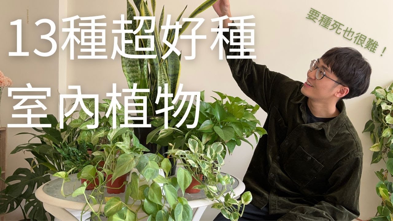 超好種室內植物2023｜新手入門植物要養死都難｜好種植物推薦