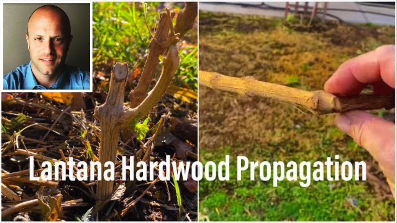 Lantana Hardwood Propagation