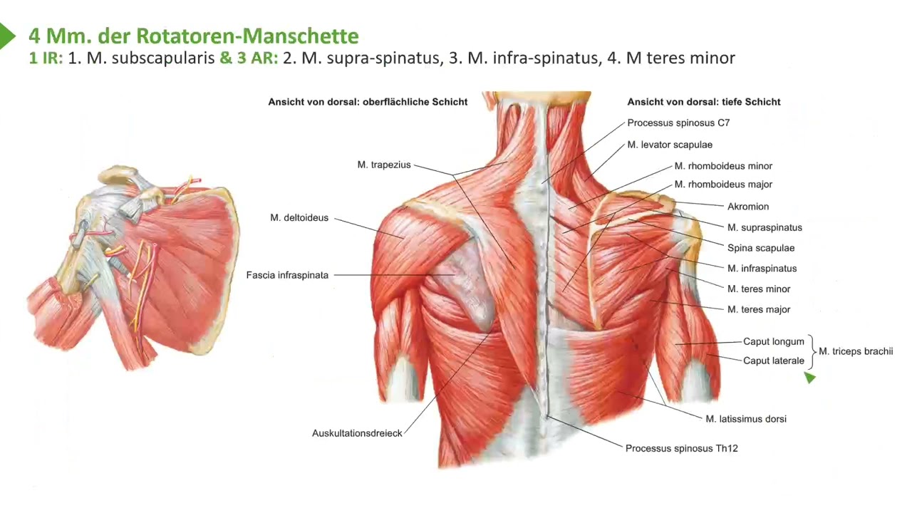 Anatomie I Bewegungssystem I Obere Extremit&auml;t: Schultermuskeln - Relief I Prof. Dr. med. Wirth
