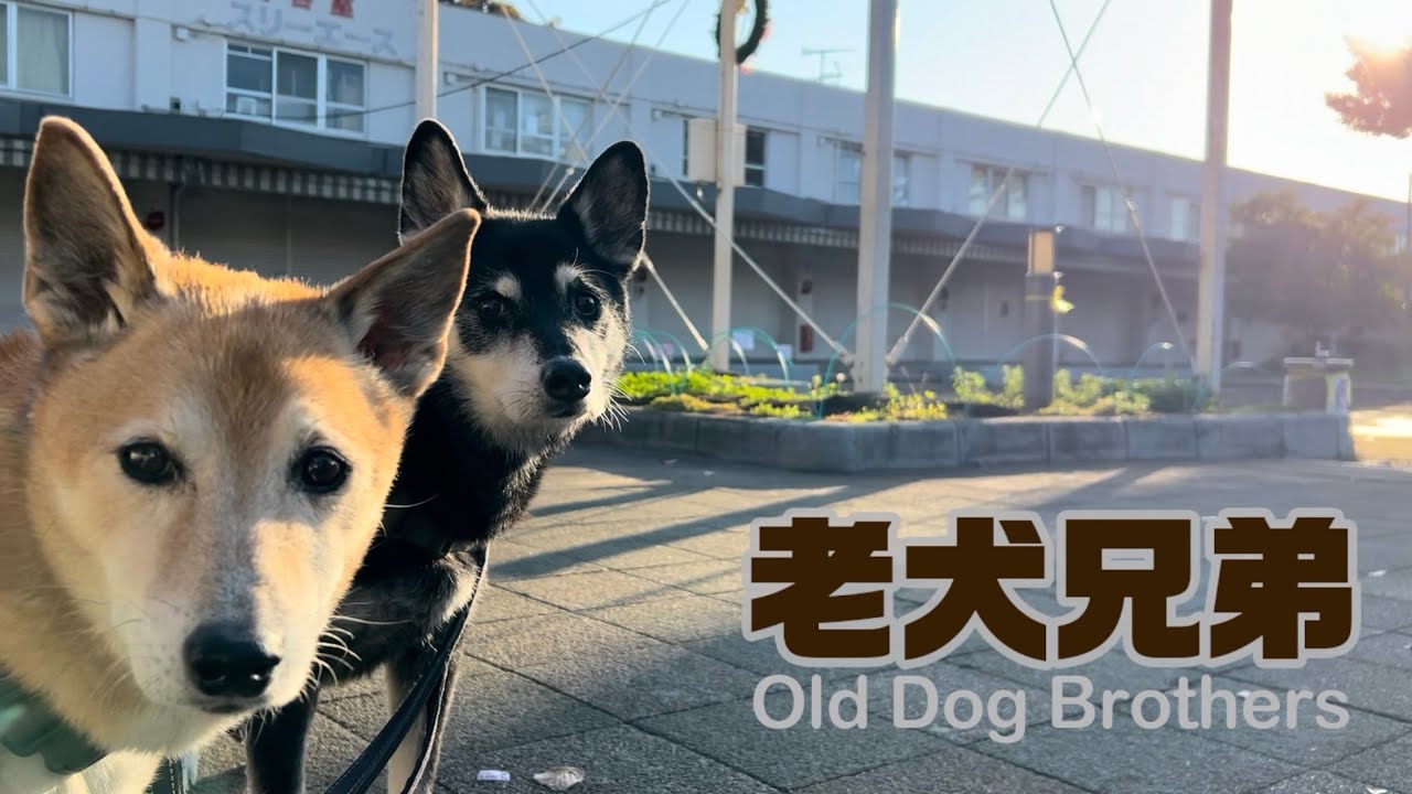 老犬兄弟-Old Dog Brothers- 15歳になった保護犬の兄弟
