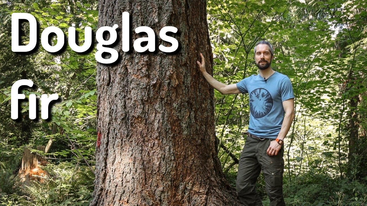 Plant ID: Douglas fir (Pseudotsuga menziesii)