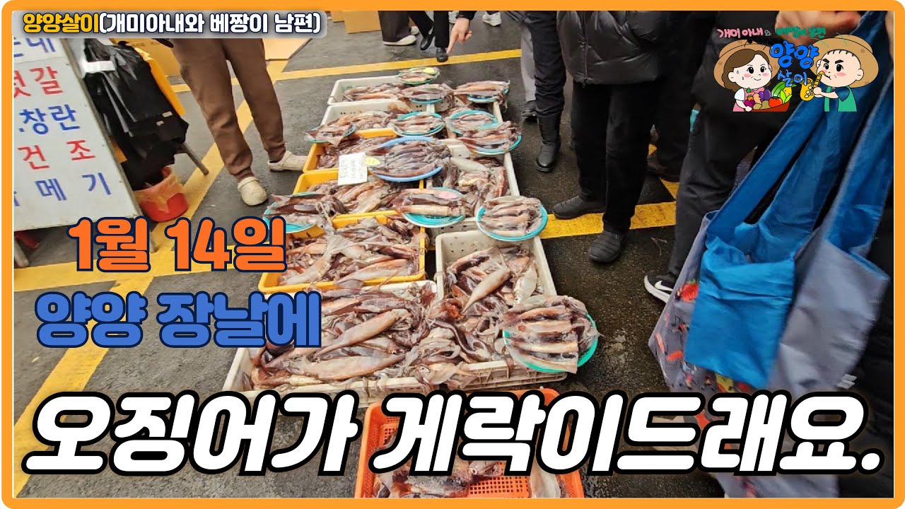 1월 14일 양양장날에 오징어가 게락이드래요.