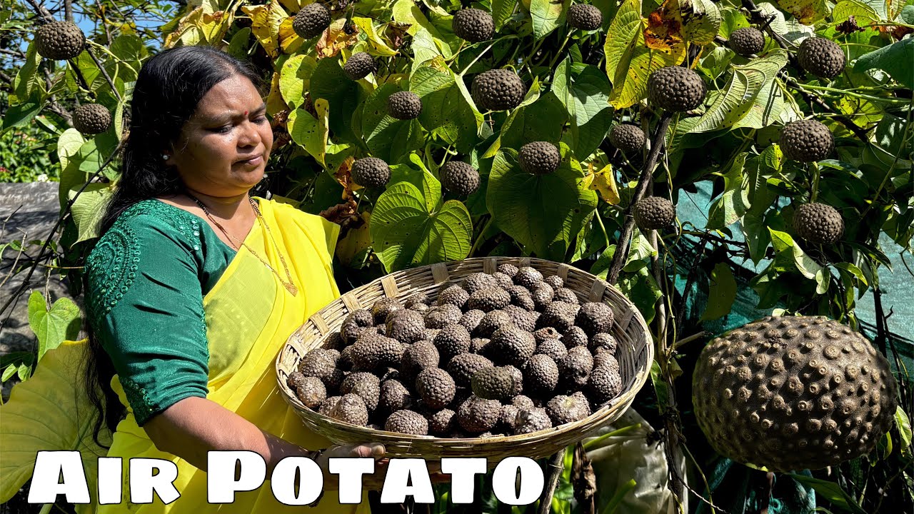 Air Potatoes:Planting,Harvesting,Cooking,Roasting | हवई आलू की रेसिपी  🧆