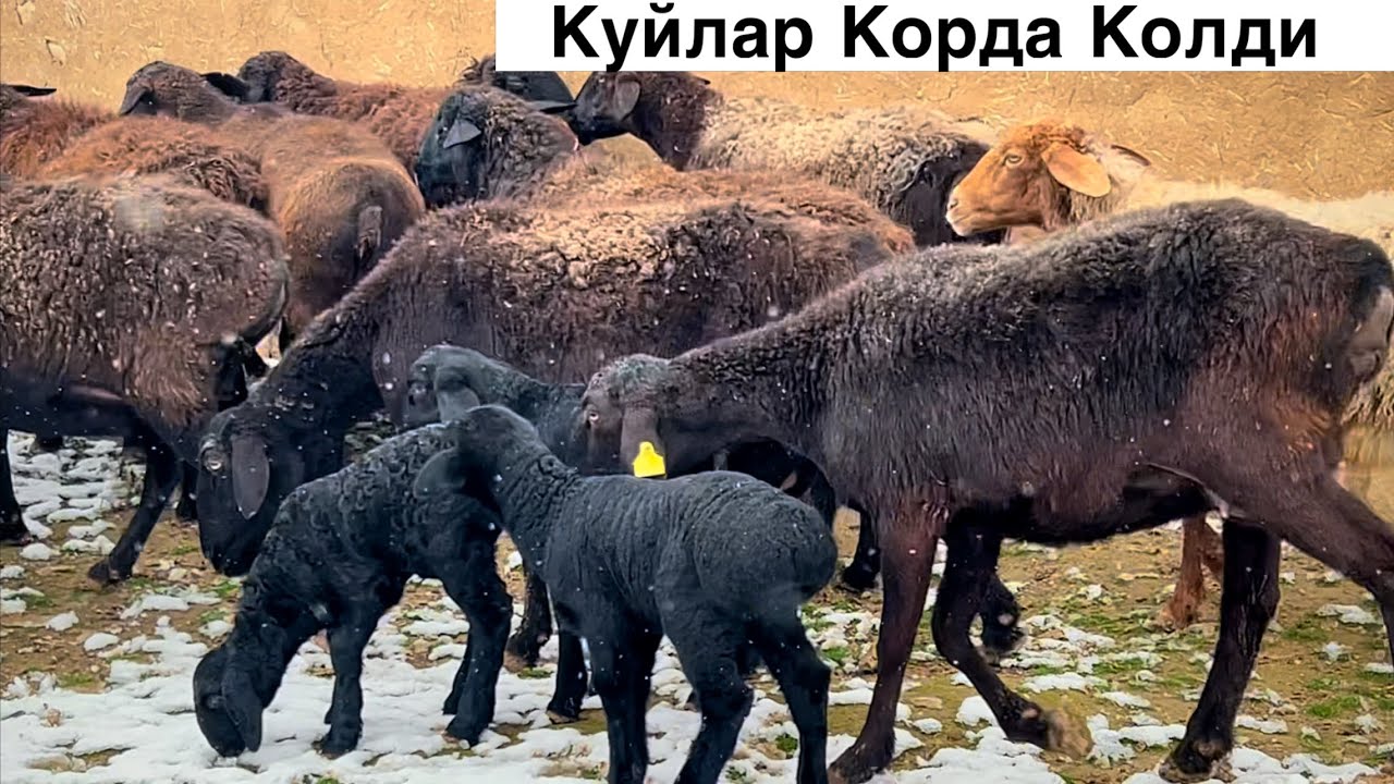 Совук Кучада Колди! ☎️+998 99 181 8522