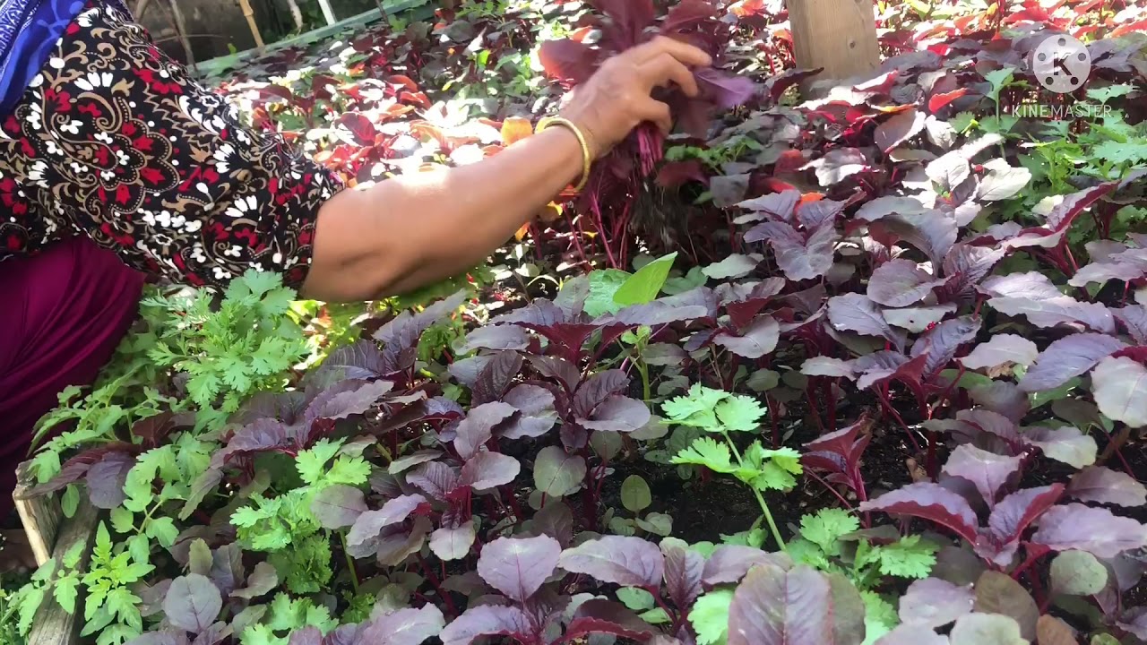 Bangladeshi gardening in American