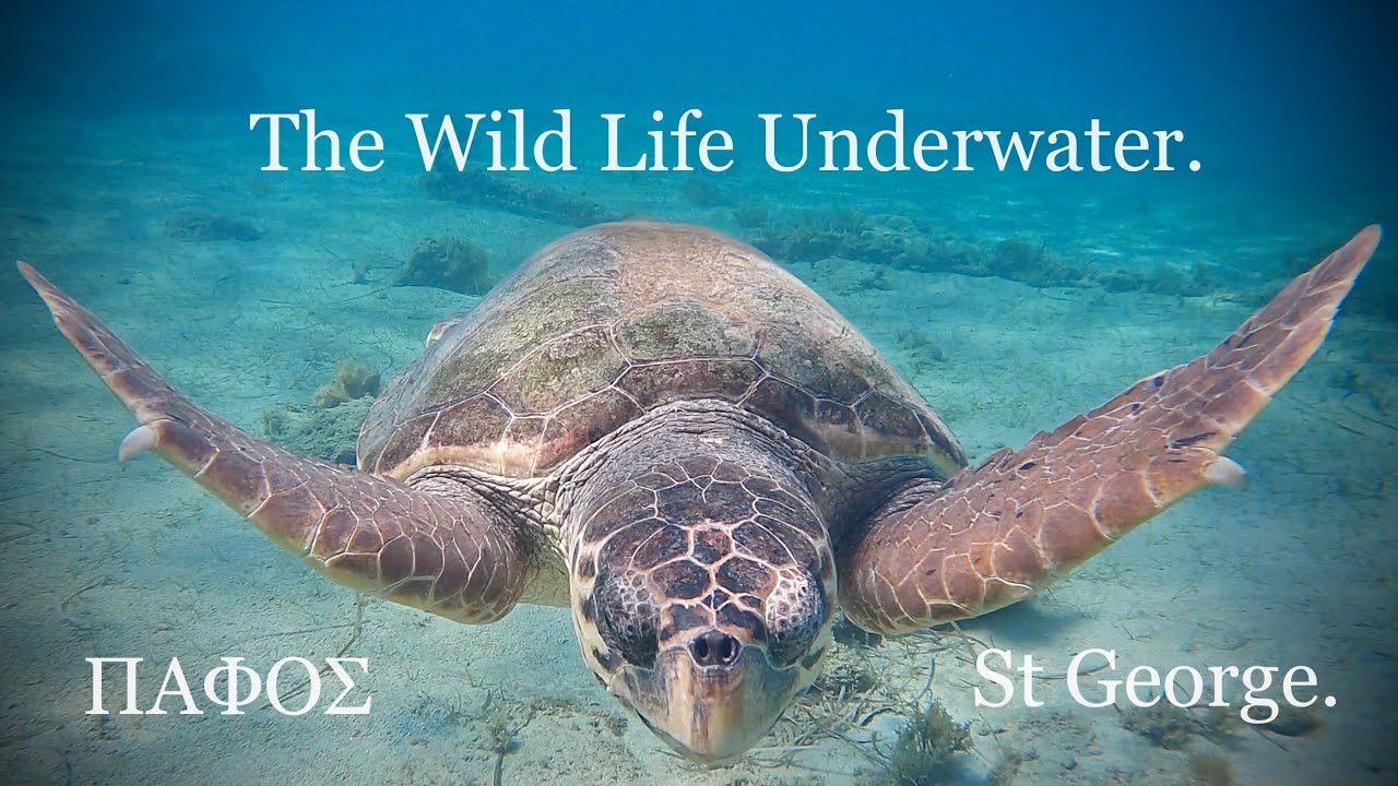 Discover the Hidden Wonders of St. George Harbour's Underwater Realm | 4K