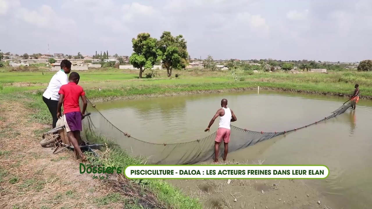 Les acteurs de la pisciculture de Daloa freiner dans leurs élans de développement (Dossier de la 2)