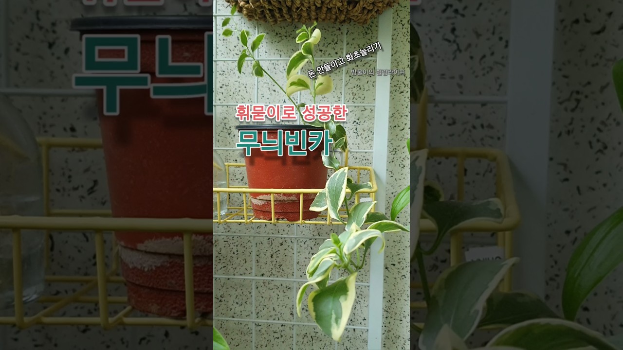 0원으로 화초늘리기, 이렇게 쉽다고? #무늬빈카 #휘묻이로무늬빈카늘리기