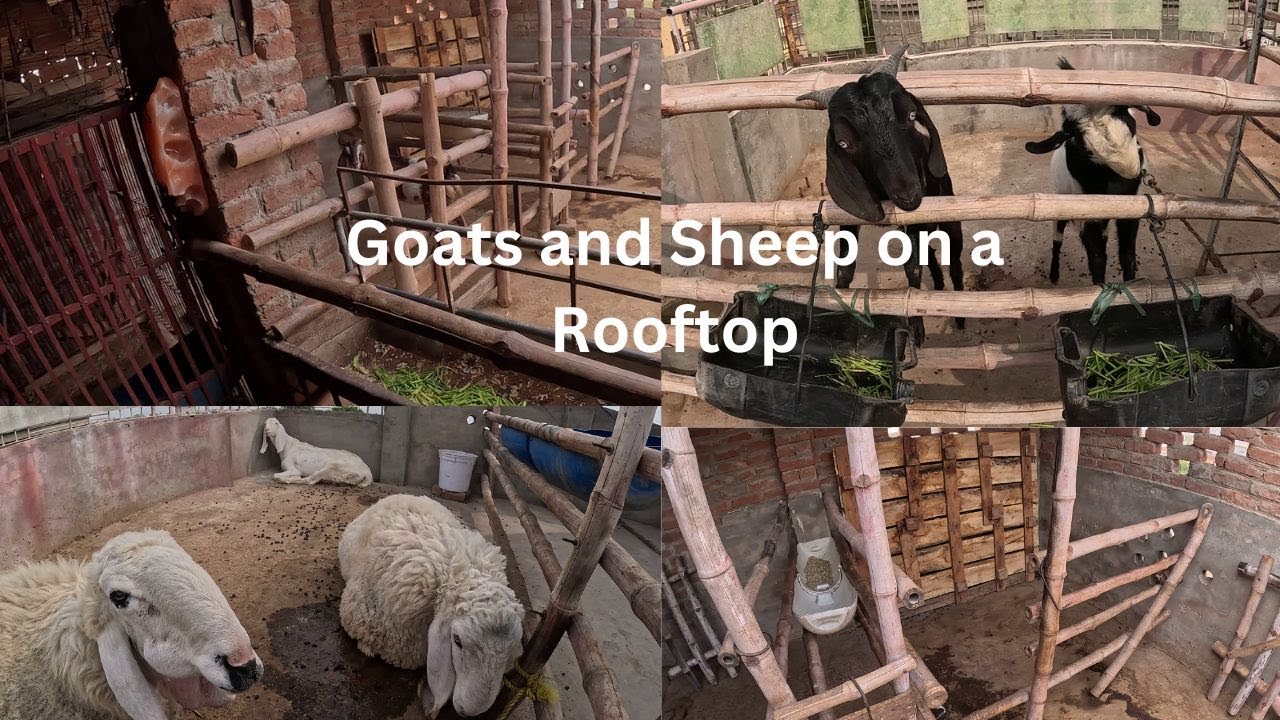 Welcome to My Rooftop Farm: Goats and Sheep on My Home Roof!