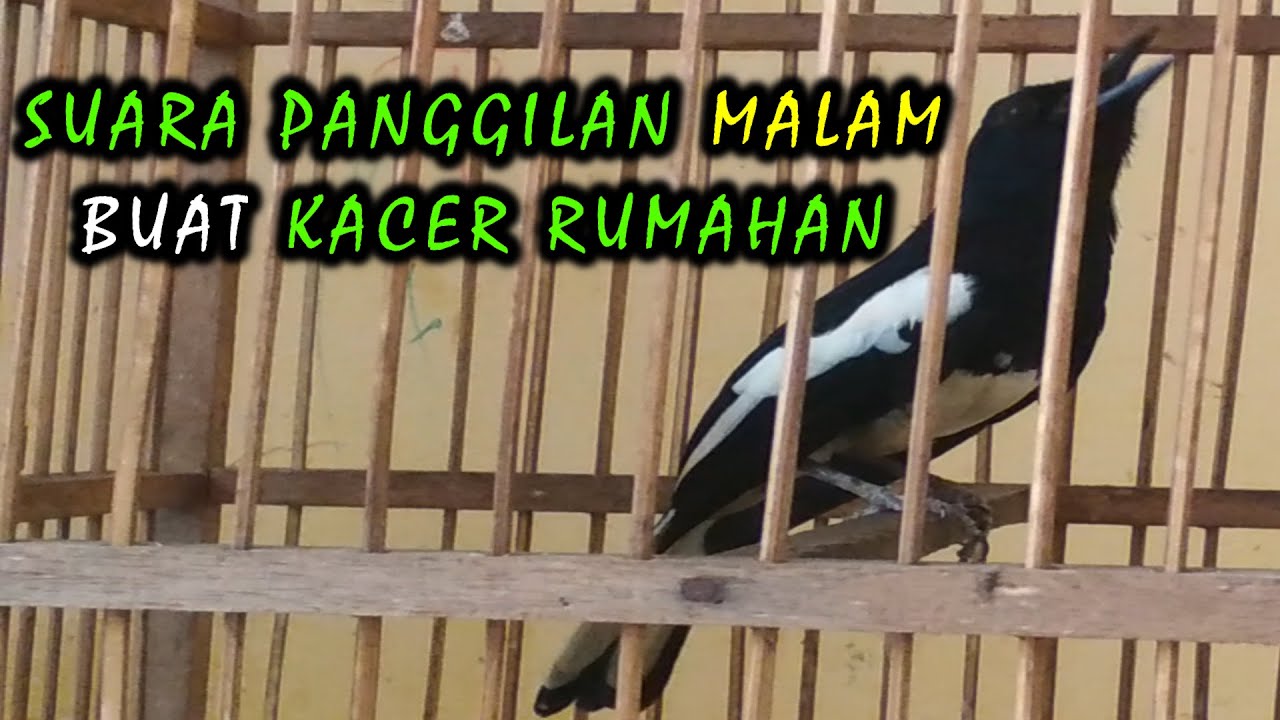 suara burung kacer rumahan ngoceh malam hari ampuh buat pancingan kacer malas bunyi
