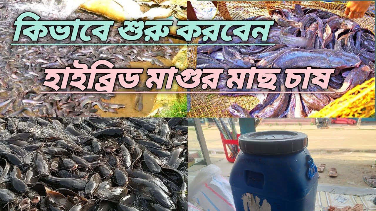 কিভাবে শুরু করবেন হাইব্রিড মাগুর মাছ চাষ।ফসলের জন্য হাইব্রিড মাগুর চাষের ৫টি সেরা পরামর্শ।
