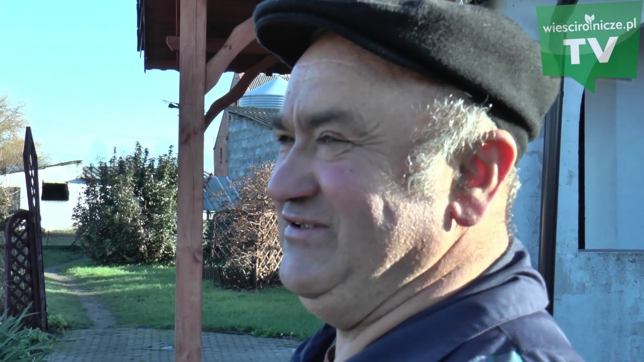 Rozgoryczony hodowca świń z czerwonej strefy ASF w Lubuskiem