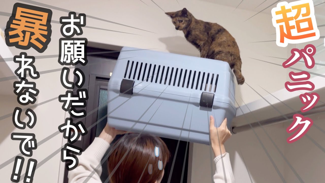 保護したお母ちゃんがめちゃめちゃ狂暴すぎてパニック！！