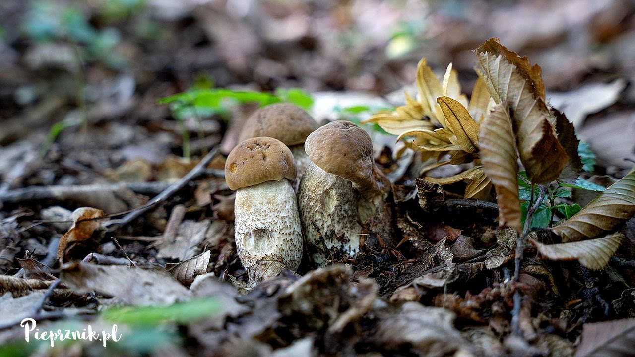 15.07.2021 - Koźlarek grabowy / Koźlarz grabowy (Leccinellum pseudoscabrum)