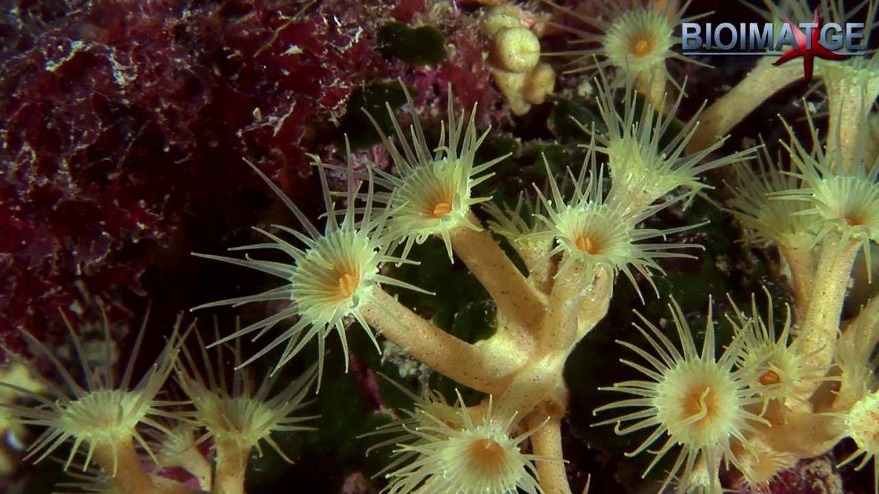 El ciclo biológico de los cnidarios