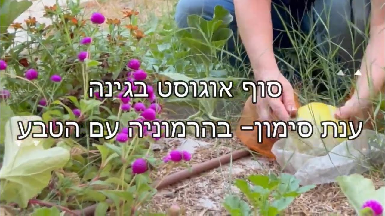 סיור סוף אוגוסט בגינה: עצי פרי ירקות ופרחים של סוף הקיץ