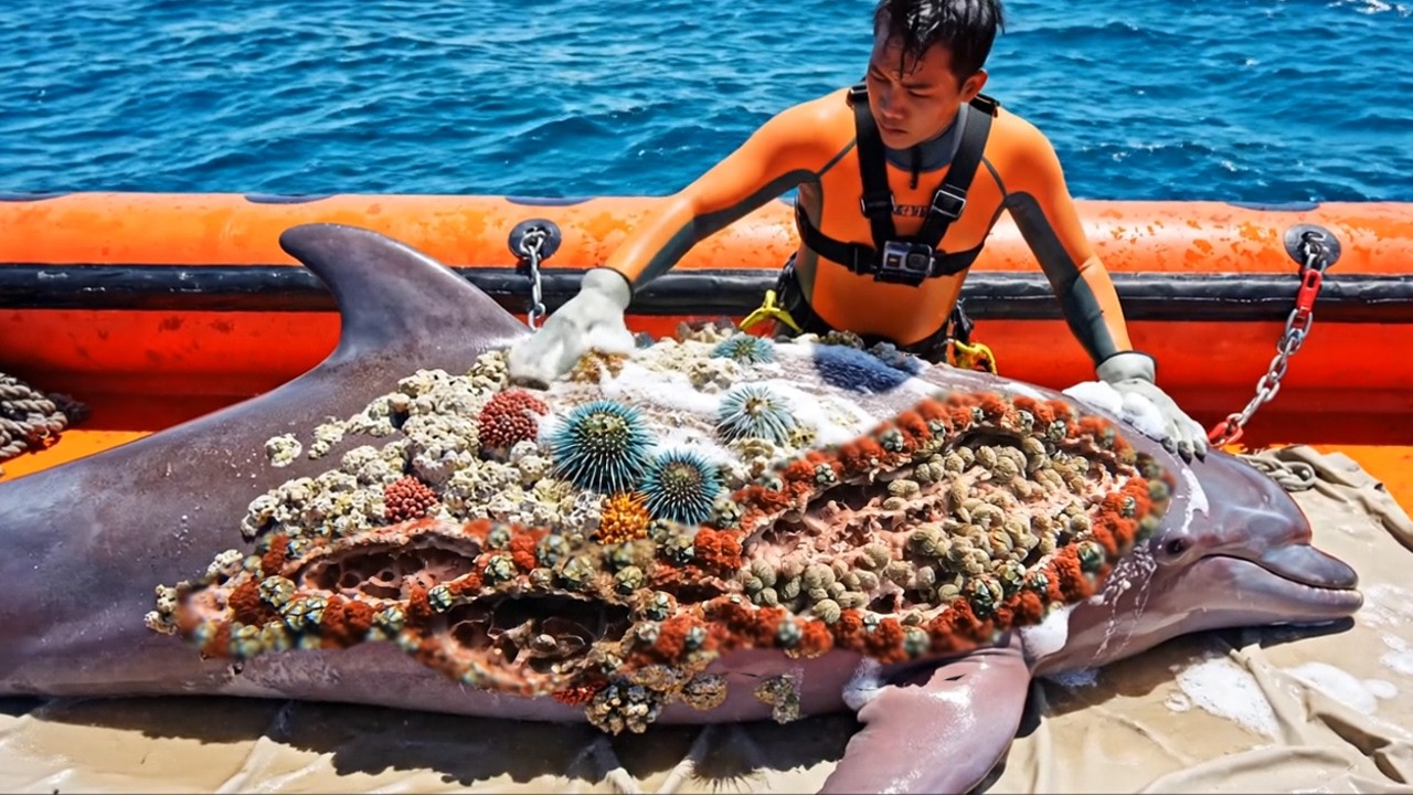 Giant Pink Dolphin Rescue 🐬💔 You’ll Cry When You See How This Rare Beauty Is Saved!