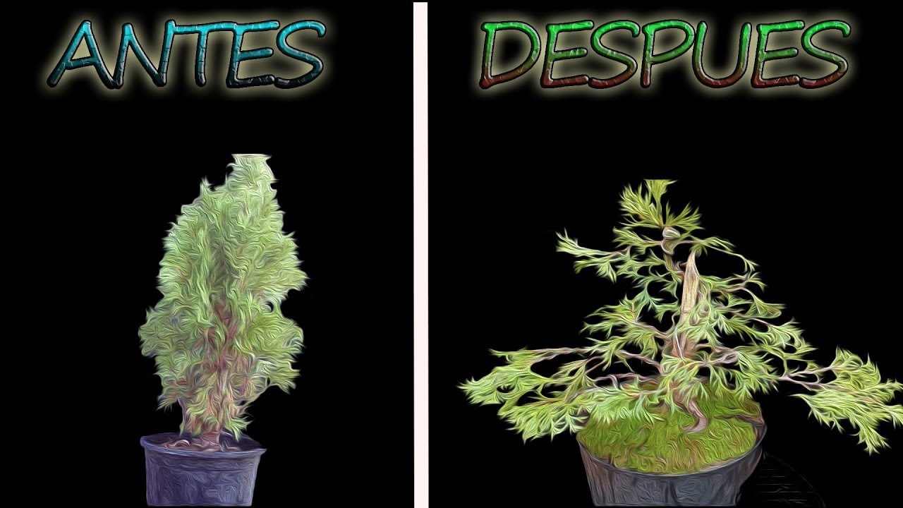 timelapse - thuja de vivero a bonsai