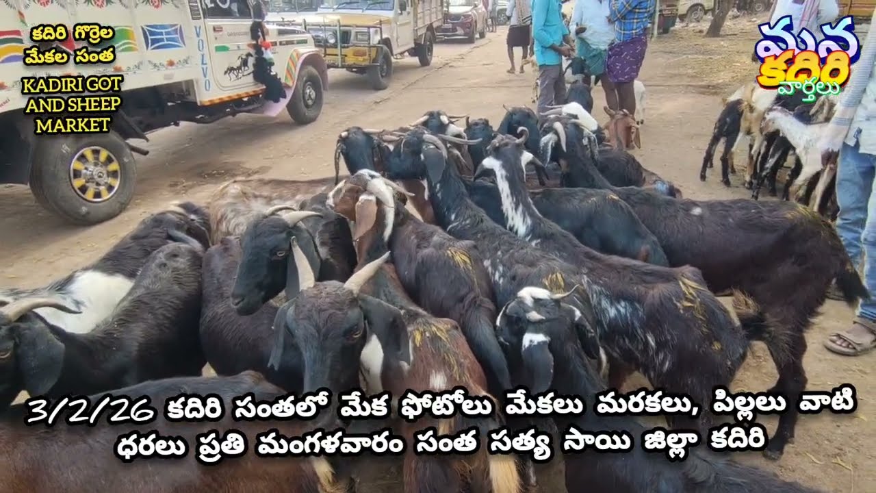 3/2/26Kadiri goat and sheep market కదిరి సంత ప్రతి మంగళవారం మార్కెటింగ్ యాడ్లో 