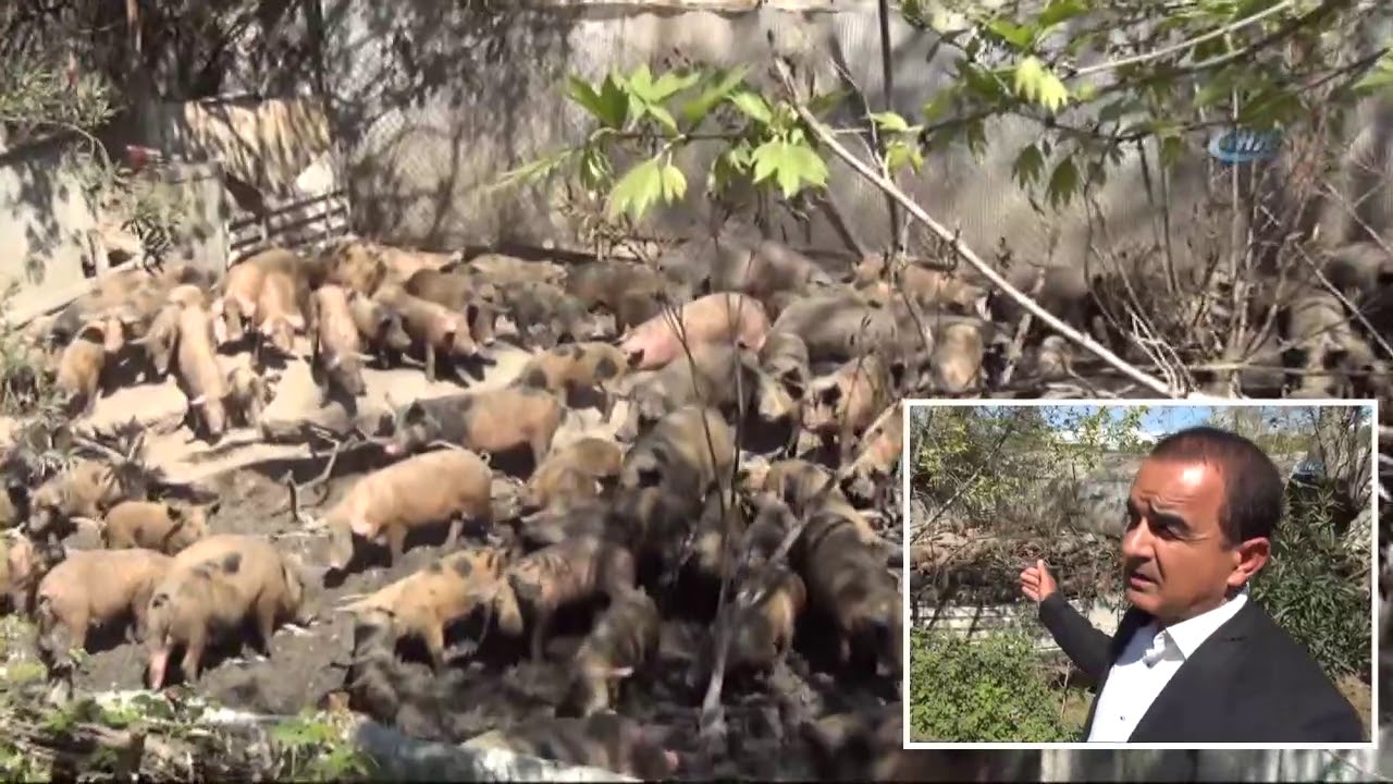 Muhtarın Domuz Çiftliği İsyanı