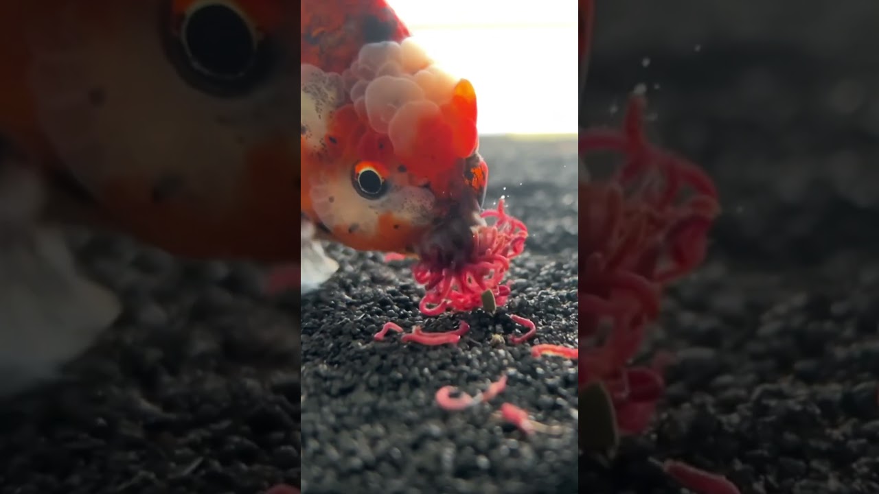 Gizmo steals the whole cube of bloodworms