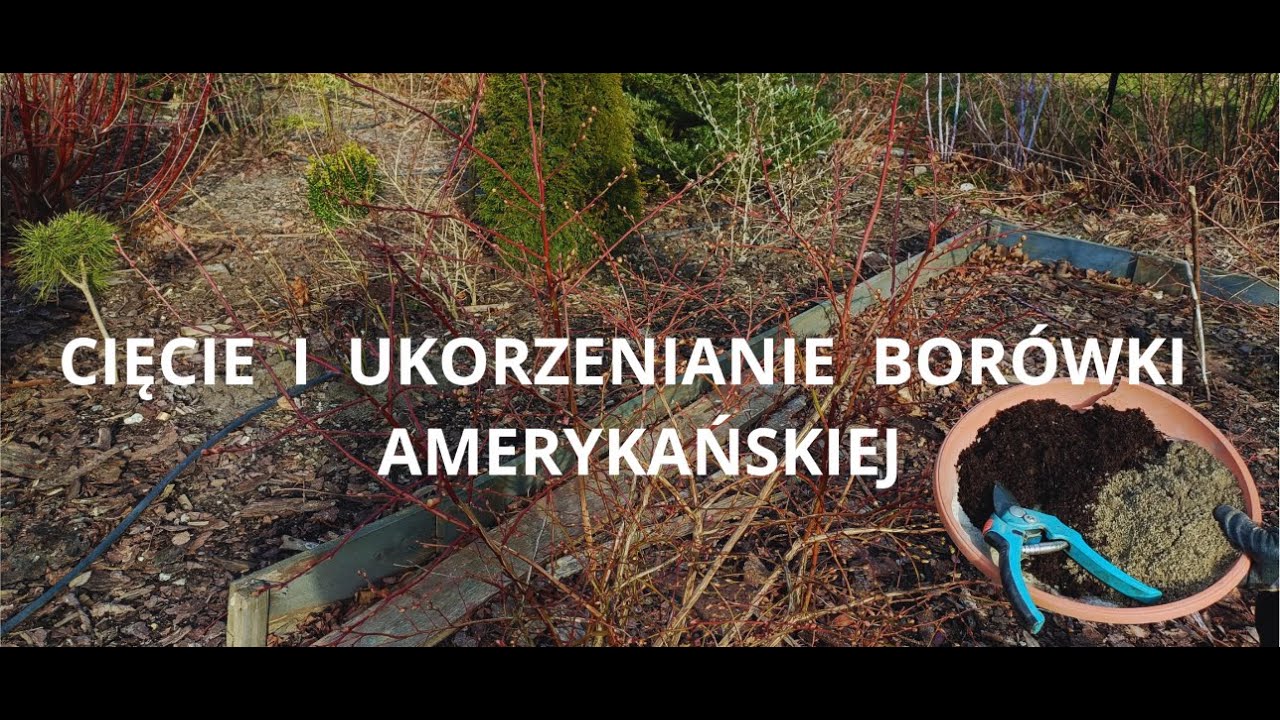 Cięcie młodej i starszej borówki amerykańskiej. Ukorzenianie borówki marzec kwiecień.