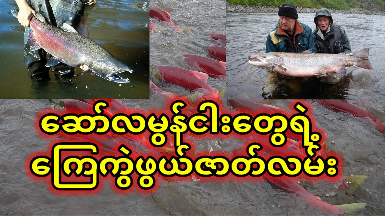 ဆော်လမွန်ငါးများရဲ့ ကြေကွယ်ဖွယ်ဇာတ်လမ်း
