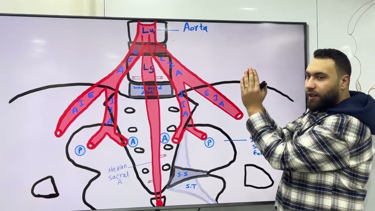 lecture 3 ANATOMY PELVIS KA-198