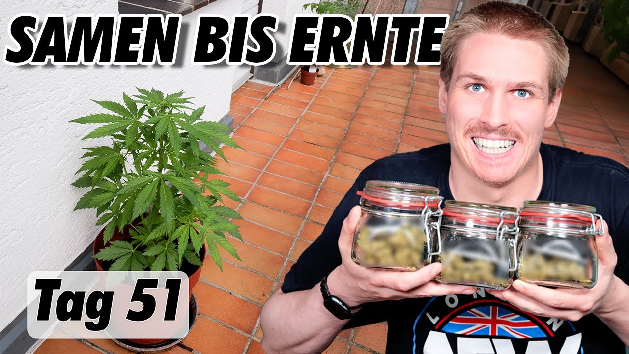 Ohne Plan: Cannabis auf dem Balkon anbauen | Selbstexperiment