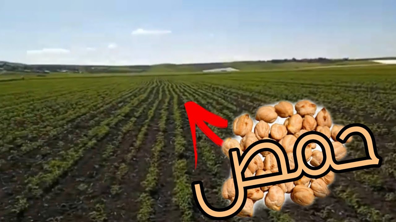 زراعة الحمص | المغرب 2022