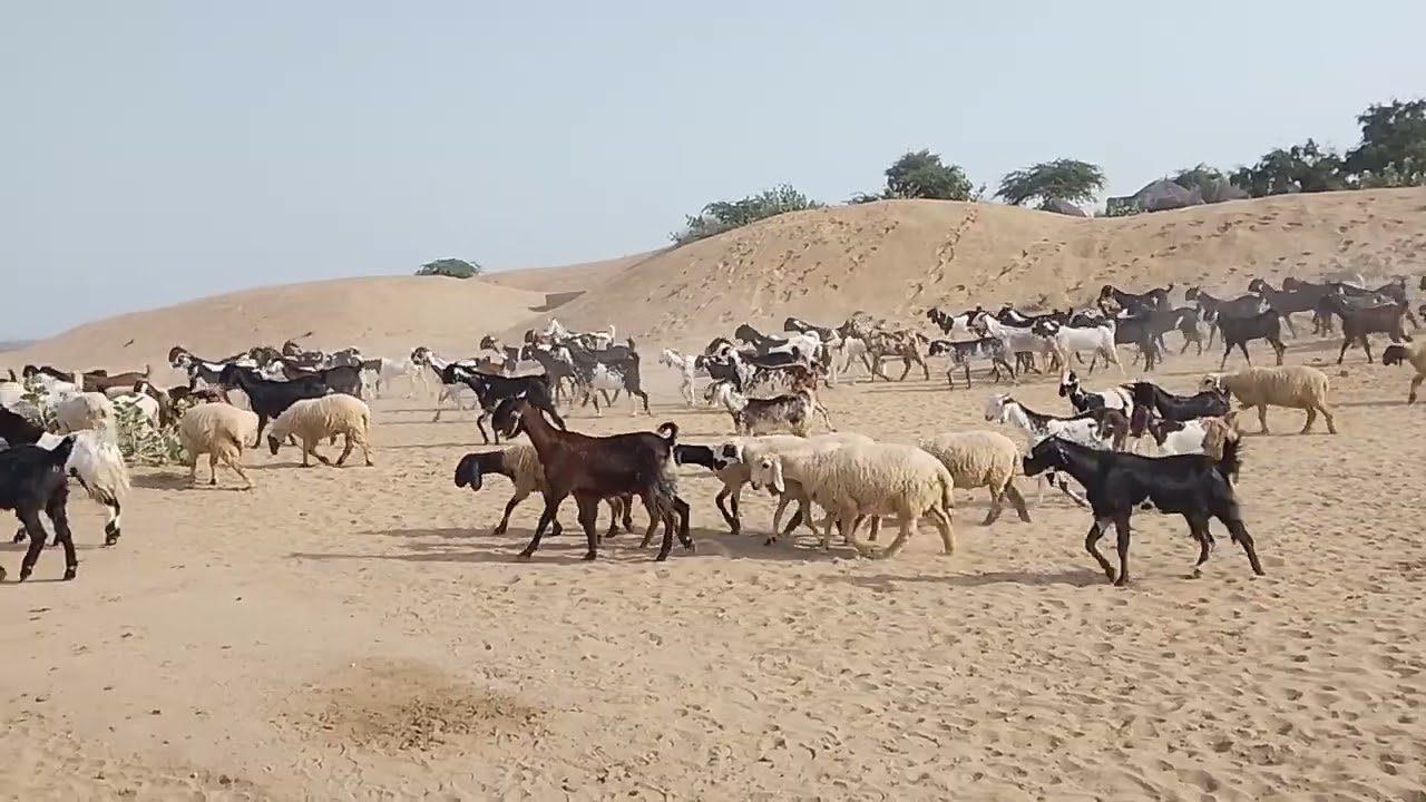 Goats Animals of desert Thar 
