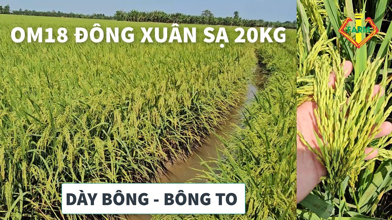 L&Uacute;A OM18 SẠ 20KG Đ&Ocirc;NG XU&Acirc;N: D&Agrave;N L&Uacute;A QU&Aacute; ĐỀU B&Ocirc;NG - D&Agrave;N B&Ocirc;NG KHỦNG