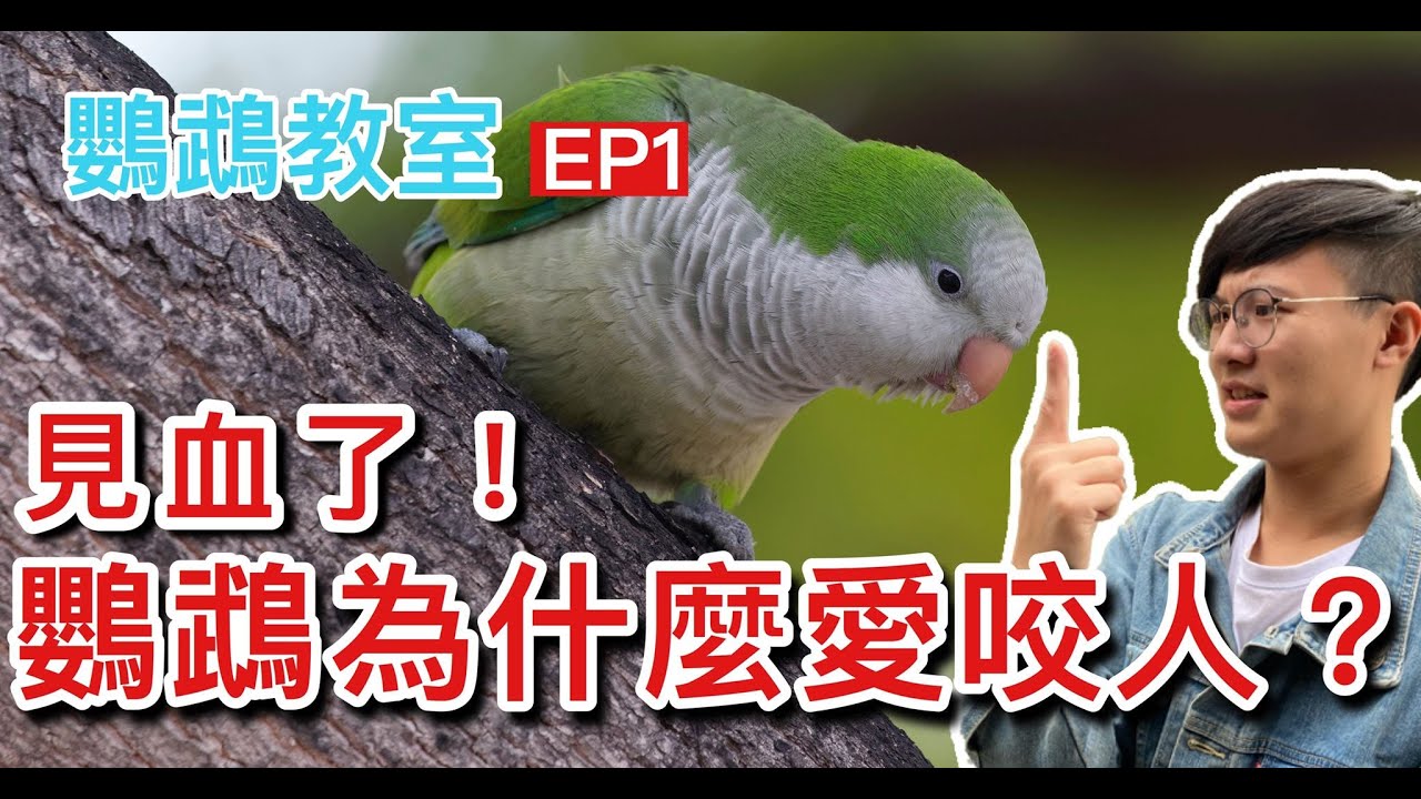 見血了！鸚鵡為什麼愛咬人？【鸚鵡小木屋】【鸚鵡教室】