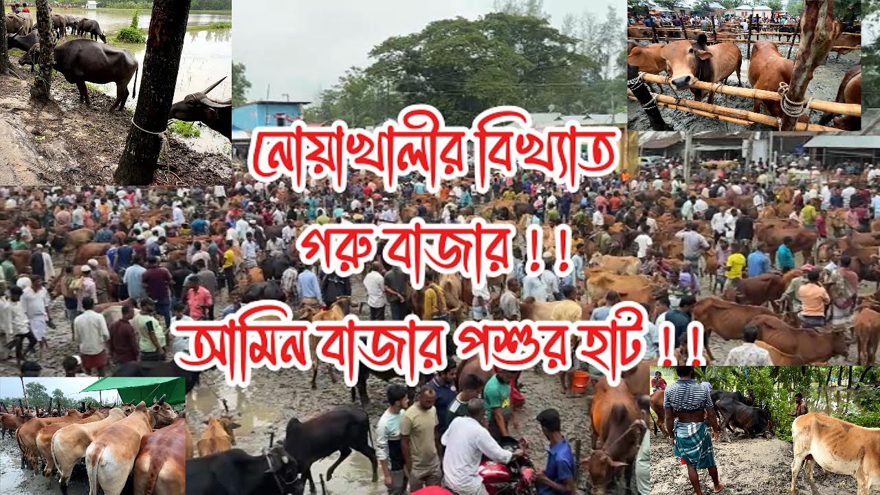 নোয়াখালীর বৃহৎ ও বিখ্যাত গরুর বাজার — আমিন বাজার পশুর হাট!