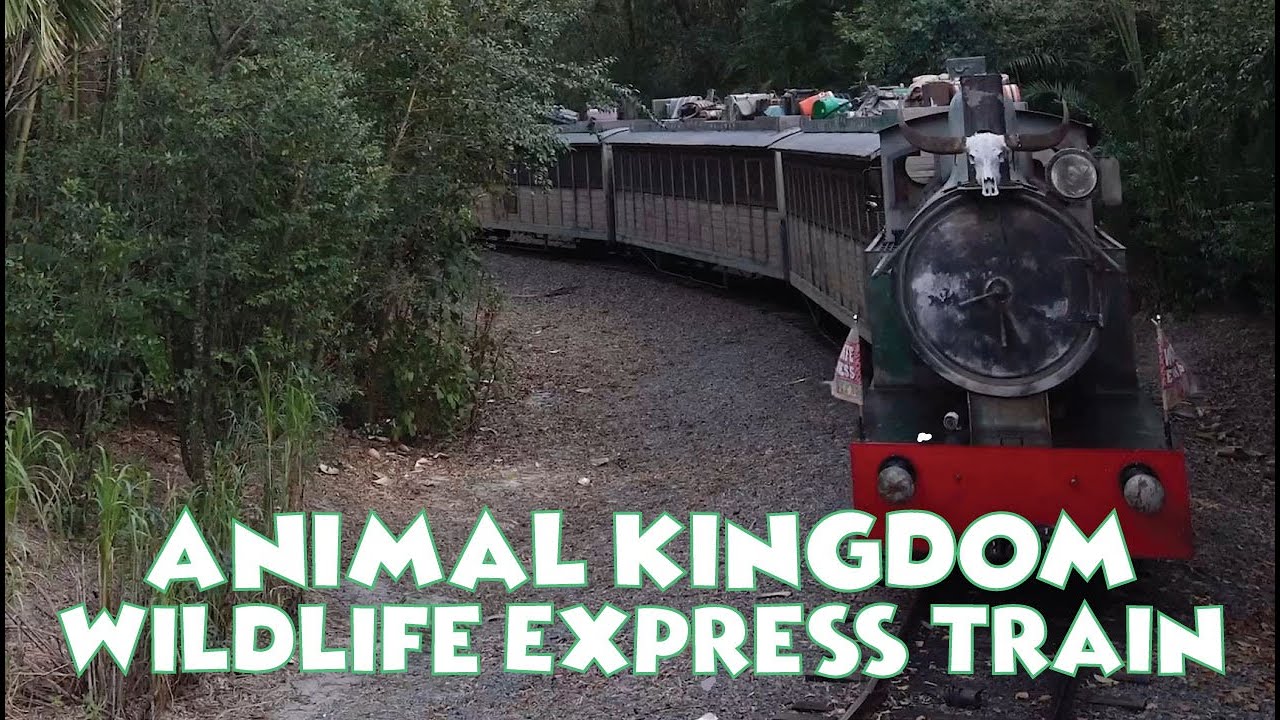 Animal Kingdom Wildlife Express Train - Round Trip 4k