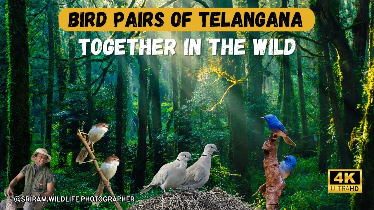 Birds in Pairs: A Glimpse into Telangana’s Avian Companionship | 4K | #sriramwildlifephotographer