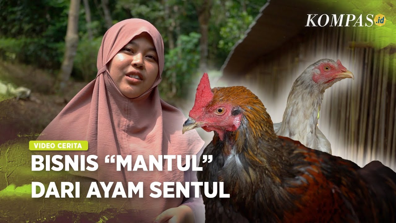 Ayam Sentul, Warisan Plasma Nutfah Asli Ciamis